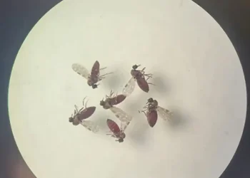 Subnotificados, casos de Oropouche atingem 2% da população brasileira