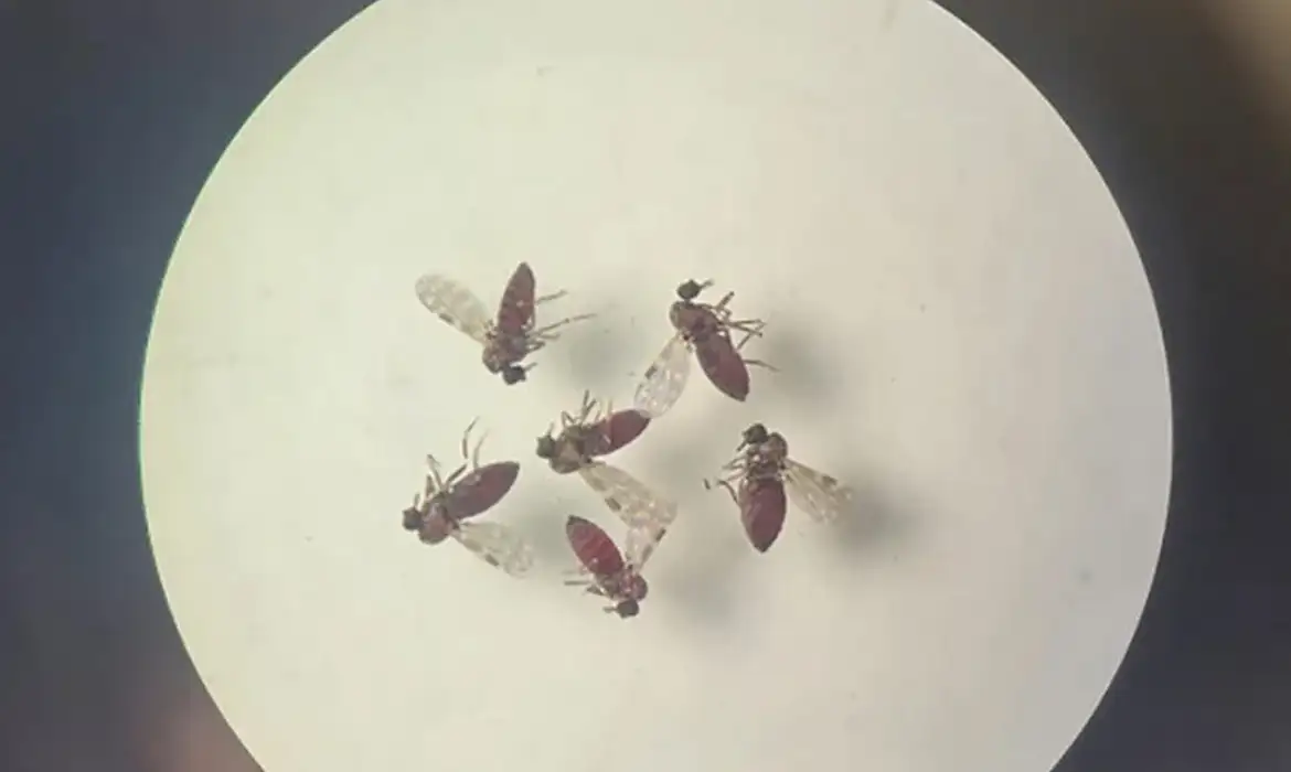 240718-mosquito-culicoides-paraensis1-800x600_0.webp.webp