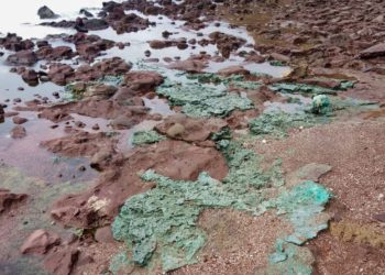 Rochas de plástico chegam a ninhos de tartarugas em ilha brasileira