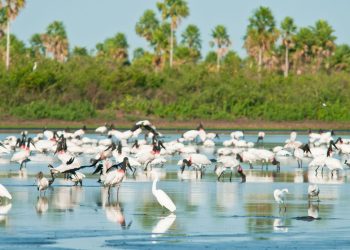 Conheça novas áreas de proteção ambiental no Cerrado e no Pantanal
