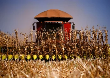 Principal praga do milho causou prejuízos de R$ 133,1 bilhões entre 2020 e 2024