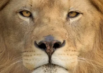 App permite declarar investimentos em Bolsa em poucos minutos