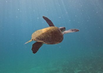 Pesquisa quer descobrir de onde vêm tartarugas que vivem em Arraial