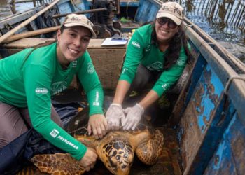 Tartarugas-cabeçudas reaparecem na Baía de Guanabara