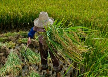 Garantia de direitos trabalhistas no campo ainda enfrenta desafios